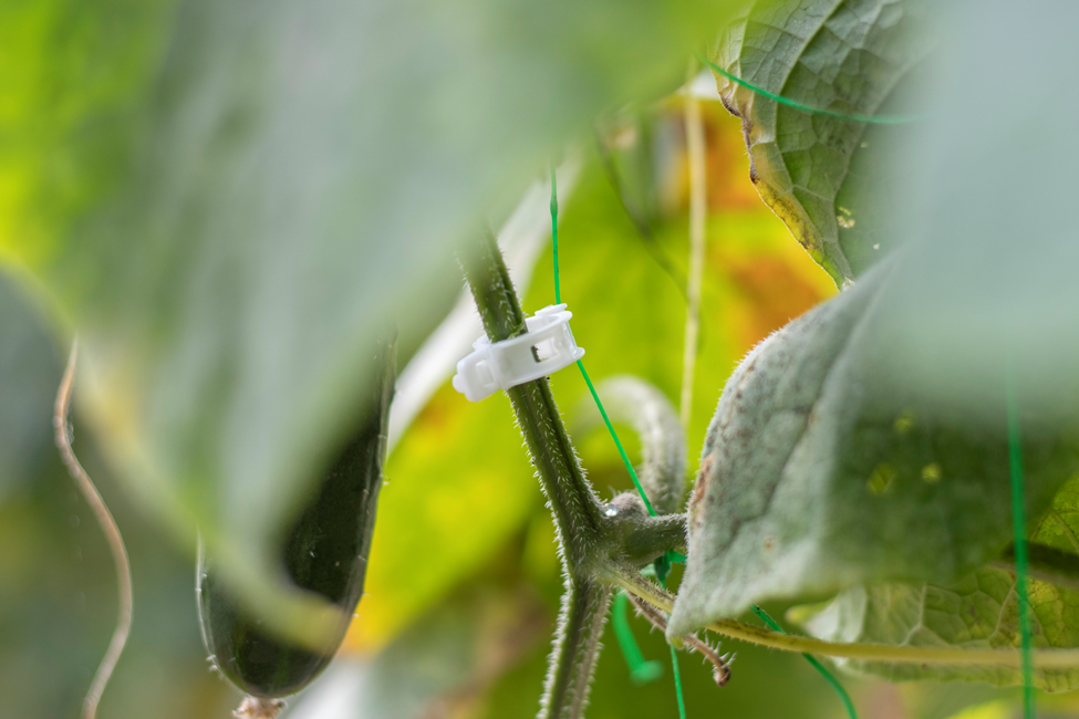 Cucumber clip 